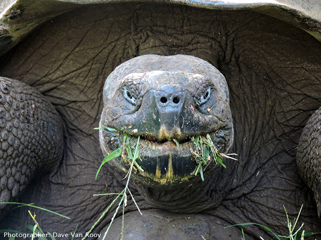 Giant tortoise, Galapagos Island