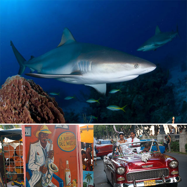 Shark Diving - Garden of the Queen - Cuba