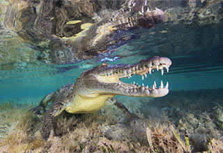 Crocodile - Garden of the Queen - Cuba