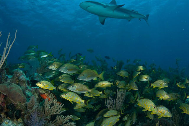 Shark Diving - Garden of the Queen - Cuba