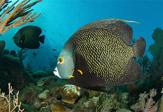 Shark Diving - Garden of the Queen - Cuba