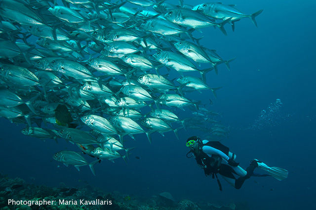 Giant Trevally photo by Maria Kavallaris