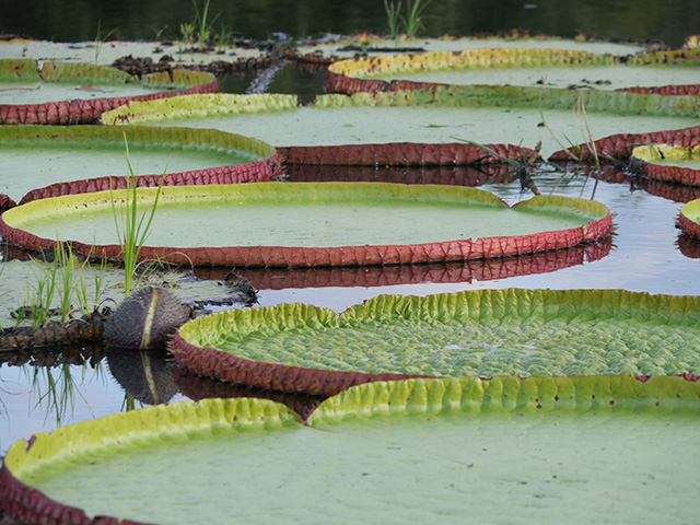 Giant Victoria Amazonica Water Lily