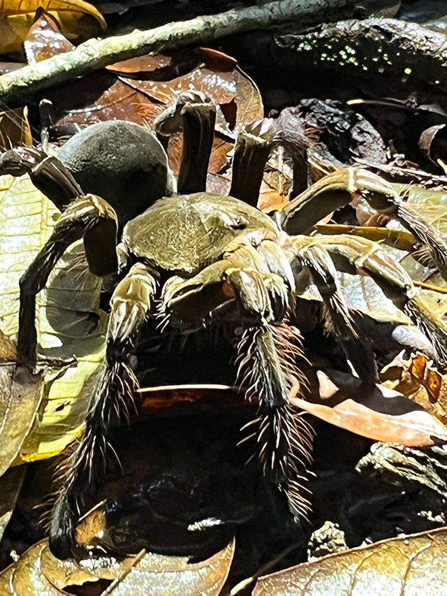 Goliath bird-eating spider