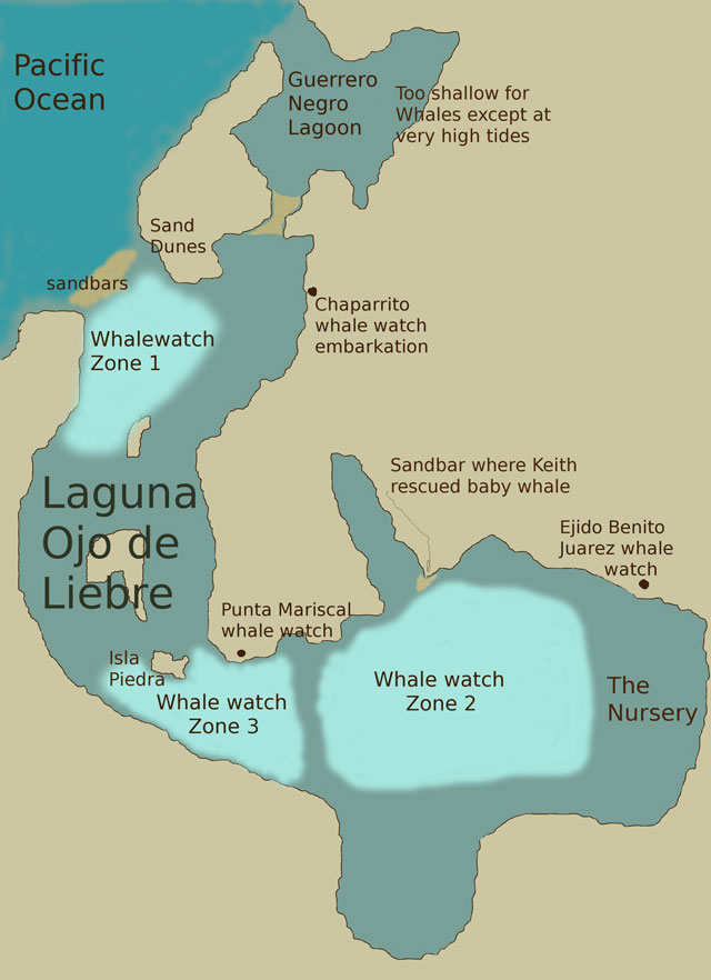 5 Day Gray Whale Watching - Laguna Ojo de Liebre, Mexico - March 23 - 27 2014 Group Trip | Dive Discovery