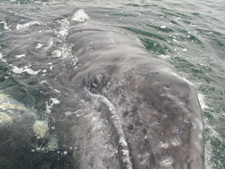 Whale Watching, Baja, Mexico - Dive Discovery