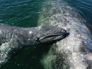 Whale Watching, Baja, Mexico - Dive Discovery