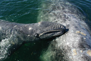 Gray whale and a baby - Whale Watching, Baja, Mexico - Dive Discovery