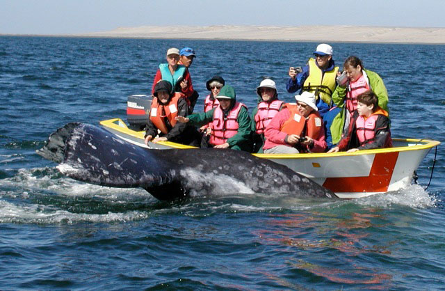 Combo Gray Whales & Blue Whale Adventure, February 25 - March 3 2014 Group Trip | Dive Discovery