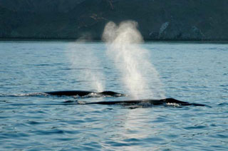 Combo Gray Whales & Blue Whale Adventure, February 25 - March 3 2014 Group Trip | Dive Discovery