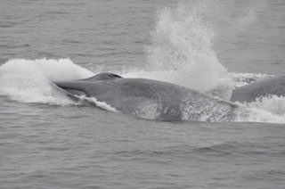 Combo Gray Whales & Blue Whale Adventure, February 25 - March 3 2014 Group Trip | Dive Discovery