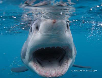 Great White Shark Cage Diving, South Australia - Dive Discovery Australia