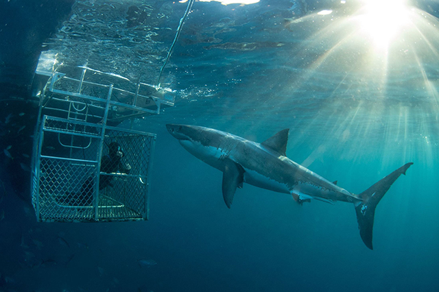 Great White Shark Expedition, 4 Days  - Dive Discovery Australia