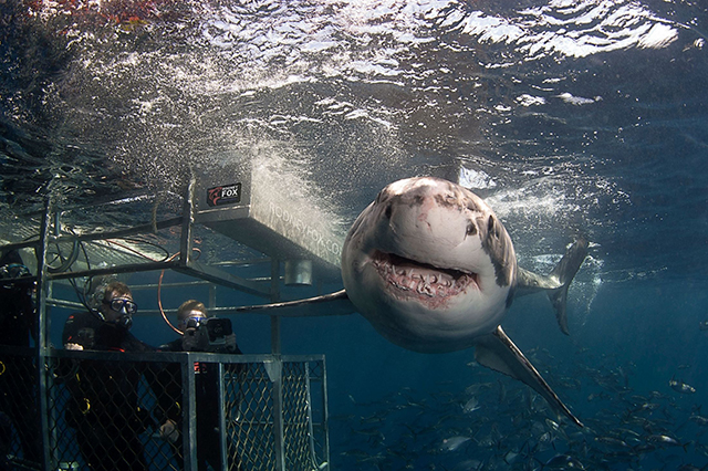 Great White Shark Expedition, 10 Days  - Dive Discovery Australia