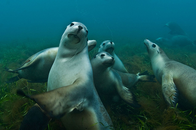 Long-nosed fur seals - Great White Shark Expedition, 6 Days  - Dive Discovery Australia