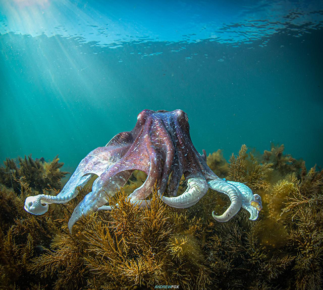 Giant Australian cuttlefish - Great White Shark Expedition, 6 Days  - Dive Discovery Australia