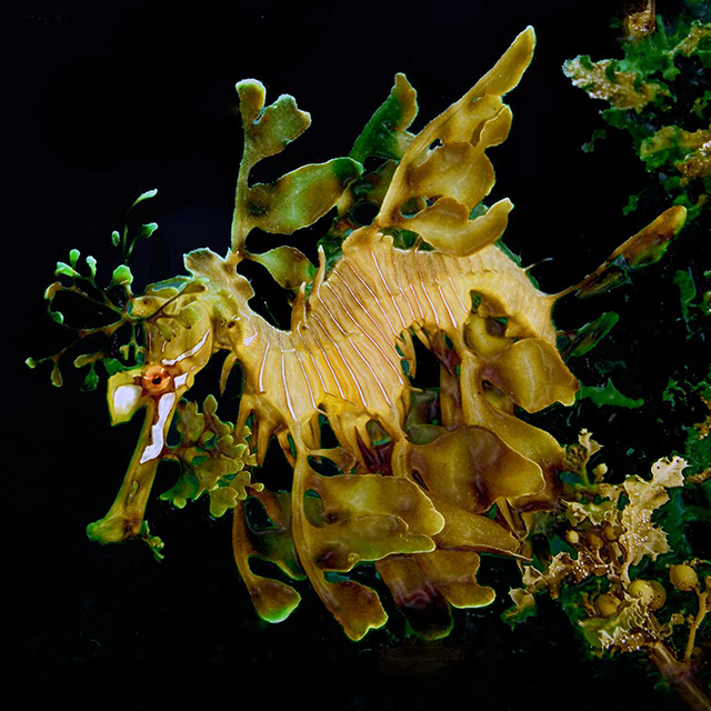 leafy sea dragon - Great White Shark Expedition, 6 Days  - Dive Discovery Australia