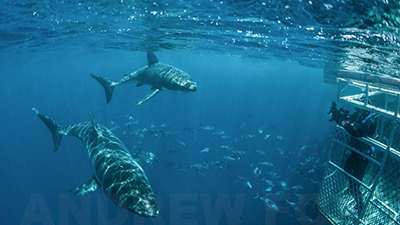 Great White Shark Cage Diving, South Australia