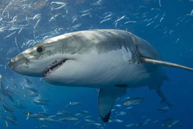 Great White Shark Cage Diving, Boarding Sea Escape, Isla de Guadalupe, Mexico