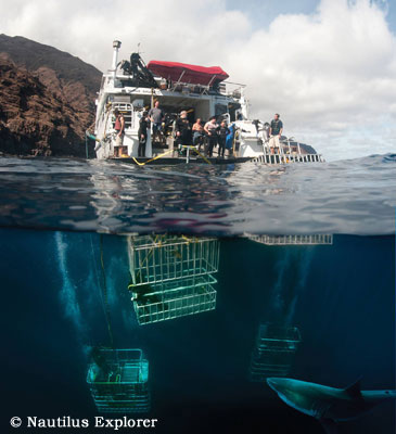 Great White Shark Cage Diving, Isla de Guadalupe, Mexico