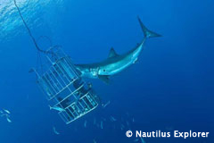 Great White Shark Cage Diving - Isla de Guadalupe