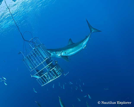 Great White Shark Cage Diving, Isla de Guadalupe, Mexico