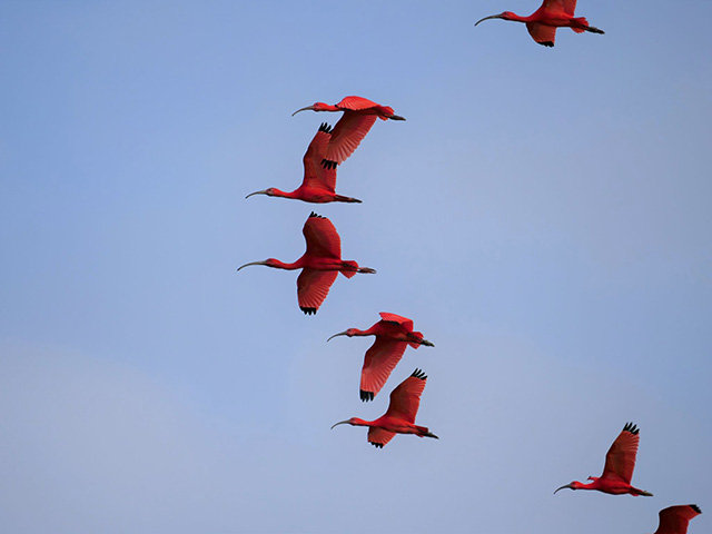 Bird watching - Guyana South America! ~ March-April 2022 Trip Report