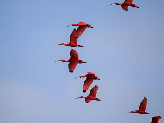 Bird watching - Discovering the Hidden Guianas - Guyana, Suriname and French Guiana Tour