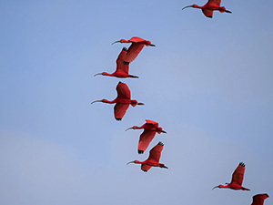 Bird watching - Guyana South America