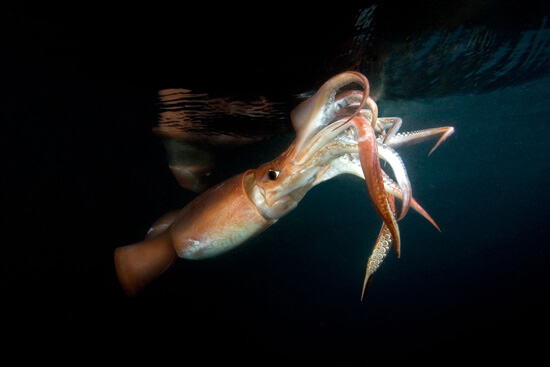 Humboldt Squid