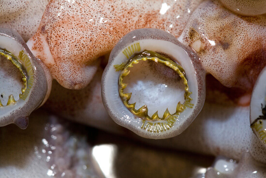Serrated suckers of the Dosidicus - Humboldt Squid