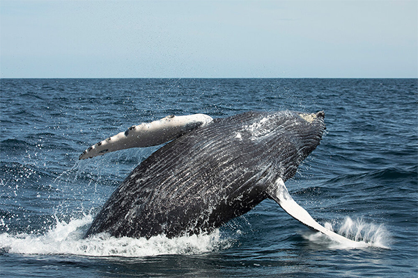 Humpback whale breaching