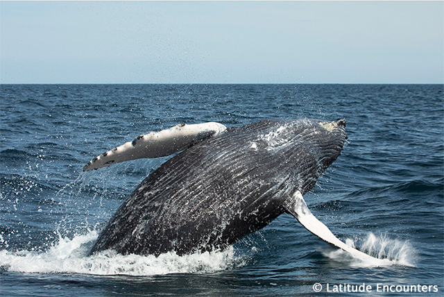 Humpback whale