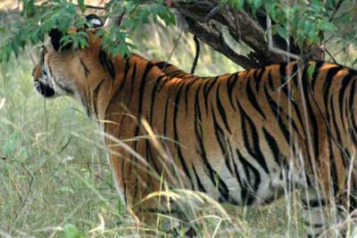Tigers Temples Safari in Luxury November 16 - 24 2009 Trip Report