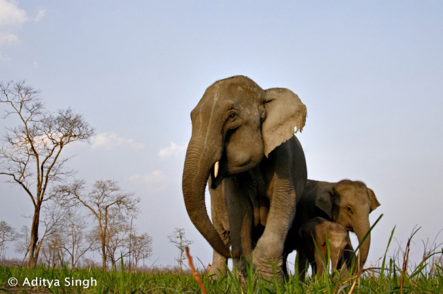 Indian elephants