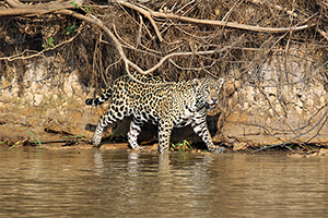 Northern Pantanal - Jaguar seen at the Cuiaba River