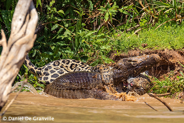 Jaguar biting crocodile