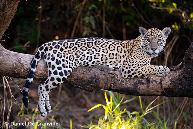 Jaguar - Brazil: North Pantanal