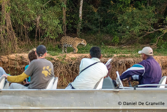 Jaguar in northern Pantanal