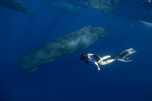 Whale watching - Jungle Bay Dominica - Dominica Dive Resort