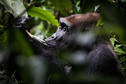 Kamba/Republic of Congo with Cindi LaRaia, March 8-16, 2026 Group Trip - Africa Discovery