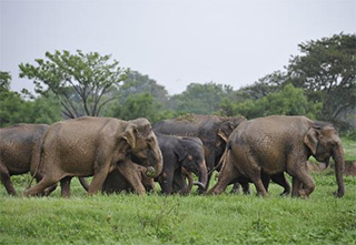 Kaudulla National Park, Sri Lanka