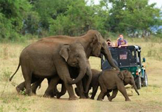 Kaudulla National Park in Sri Lanka