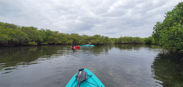 Kayaking in the Mangroves at El Mogote