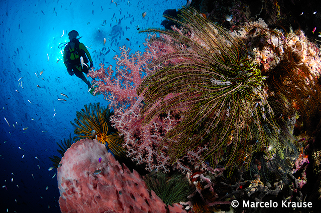 Reef at Kimbe Bay