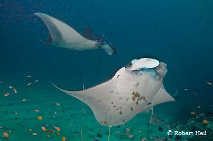 Komodo Islands Dive Trip Report 2009