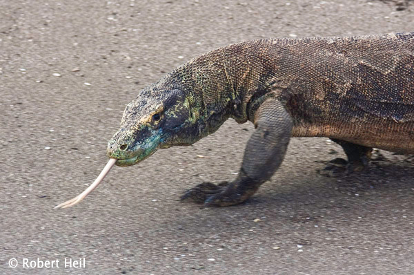 Komodo dragon - Komodo Island, Indonesia