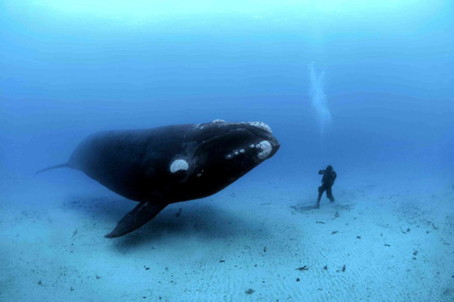 Whale - Rurutu - Tahiti Resort