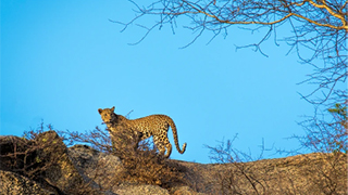 Leopard, India