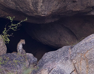 Leopard in front of the cave - India